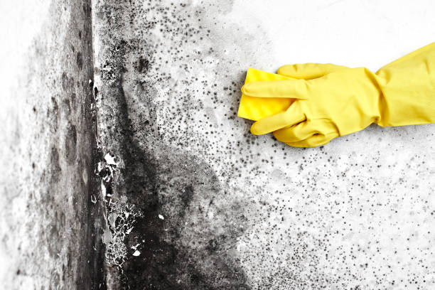 Best Bathroom Mold Remediation in Palatine, IL