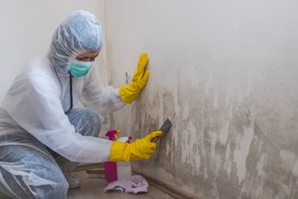 Professional Mold Remediation in Palatine, IL