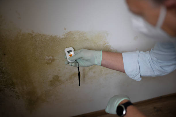 Best Mold Remediation for Specific Building Types in Palatine, IL