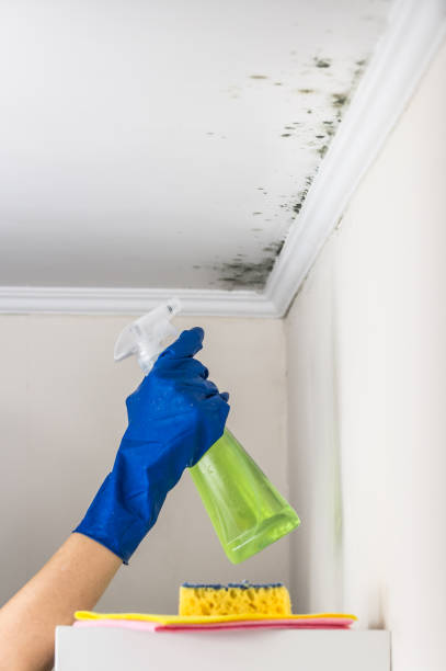 Best White Mold Remediation in Palatine, IL